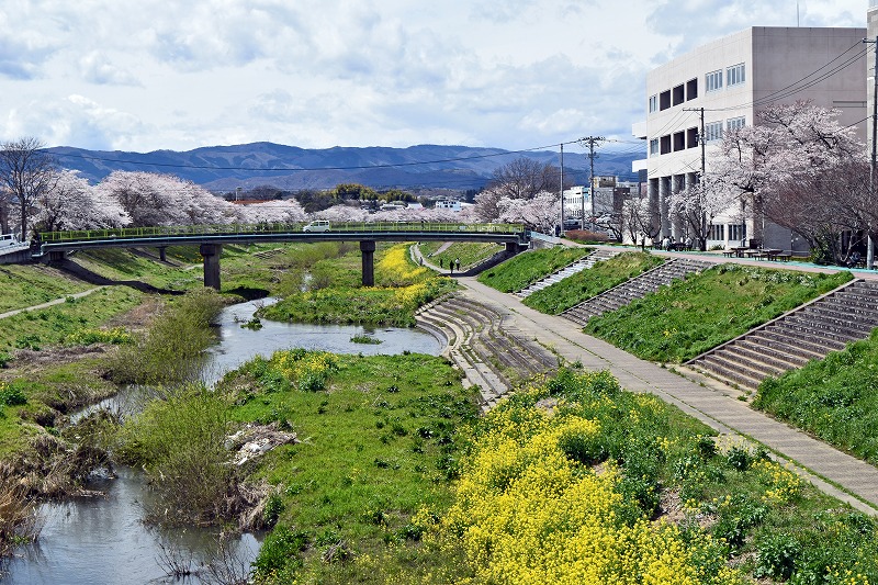 新川桜.jpg