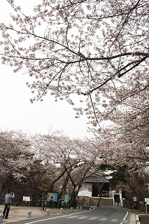 04・4・16桜／勿来の関2.jpg