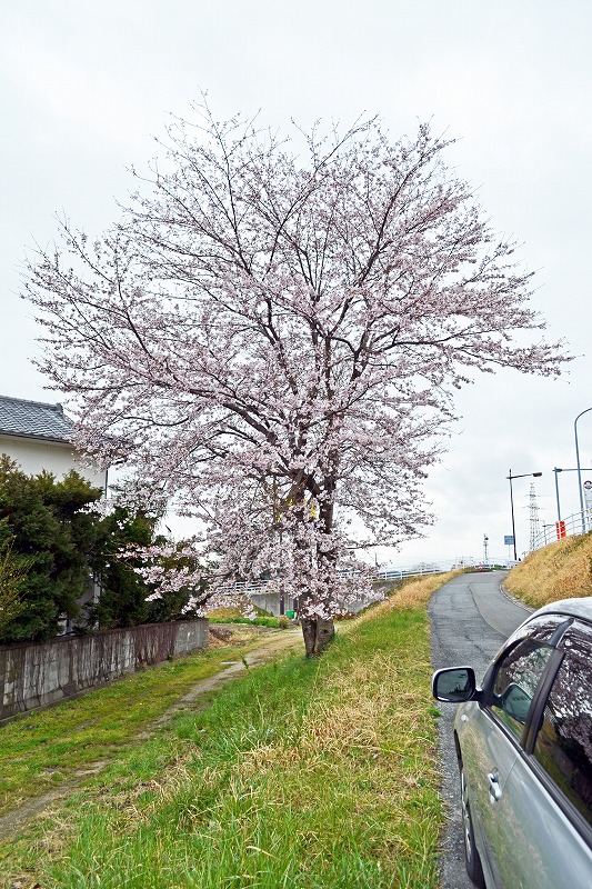 160404桜.jpg